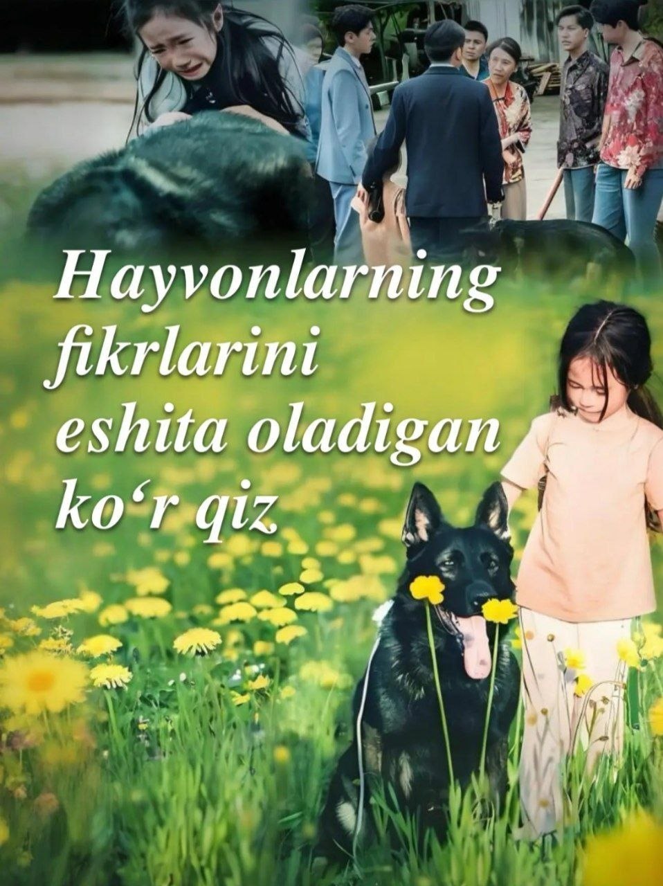 Hayvonlar fikrini eshitadigan ko‘r qiz Mini-drama seriali Uzbek tilida HD (2026)